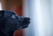 black animals dogs 1680x1050 wallpaper Art HD Wallpaper